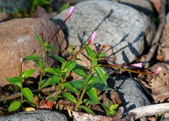 Epilobium glandulosum