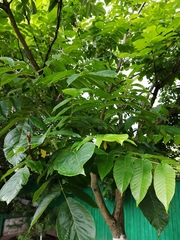 Juglans mandshurica