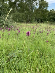 Betonica officinalis