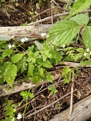 Galium rotundifolium