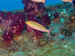 Pterocaesio digramma