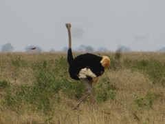 Struthio molybdophanes