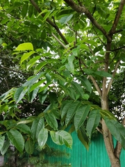 Juglans mandshurica