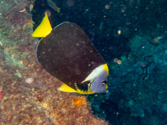 Chaetodontoplus meredithi