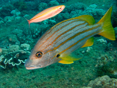 Lutjanus carponotatus