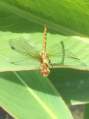 Sympetrum striolatum