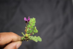 Tibetia himalaica