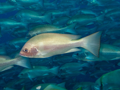 Crimson Snapper photo 2
