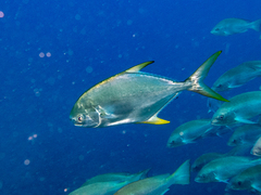 Trachinotus anak