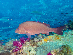 Lutjanus lemniscatus