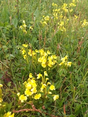 Pedicularis longiflora