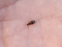 Microhoria