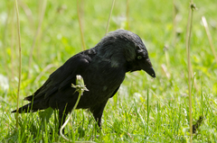 Corvus monedula