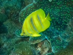 Chaetodon rainfordi
