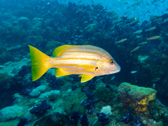 Lutjanus carponotatus