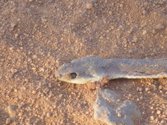 Psammophis brevirostris