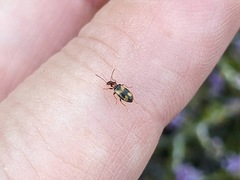 Microhoria