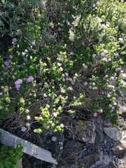 Agathosma cerefolium