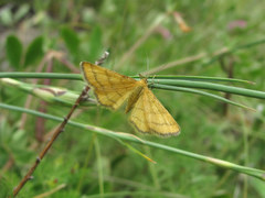 Idaea aureolaria