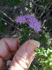 Agathosma cerefolium