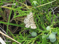 Heliomata glarearia