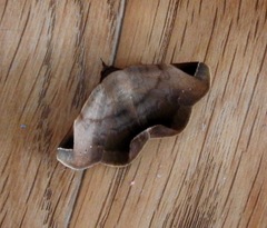 Psimada quadripennis