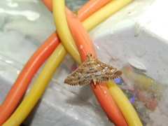 Sameodes