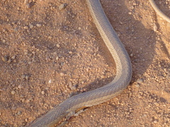 Psammophis brevirostris