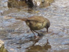 Sericornis frontalis