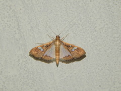 Maruca vitrata
