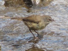 Sericornis frontalis