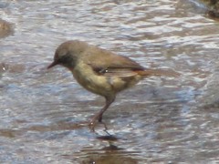 Sericornis frontalis