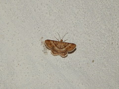 Lepidoptera