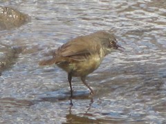 Sericornis frontalis