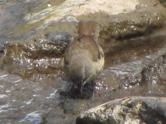 Sericornis frontalis