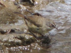 Sericornis frontalis