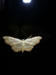 Idaea emarginata