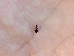 Microhoria