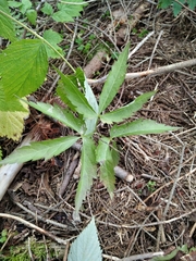 Cardamine glanduligera