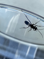 Agenioideus sericeus