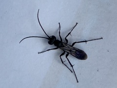 Agenioideus sericeus