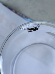 Agenioideus sericeus