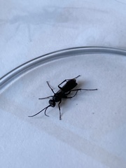 Agenioideus sericeus