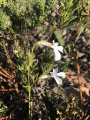 Lobelia tomentosa