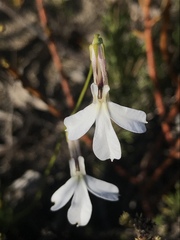 Lobelia tomentosa
