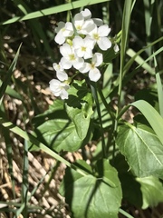 Cardamine cordifolia
