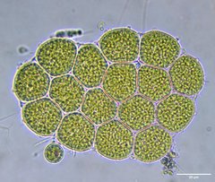 Pseudopediastrum integrum