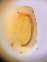 Eulimnadia