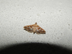 Sameodes