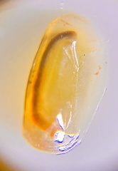 Eulimnadia